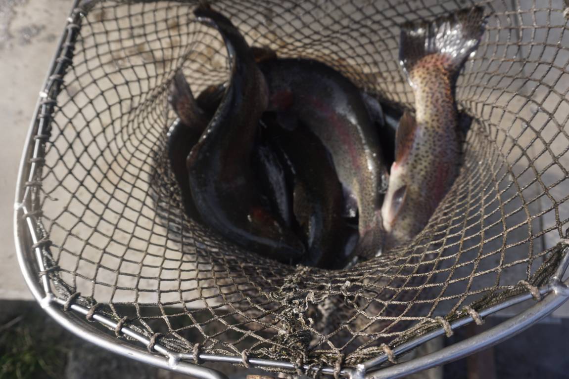 송어 방류해놨습니다