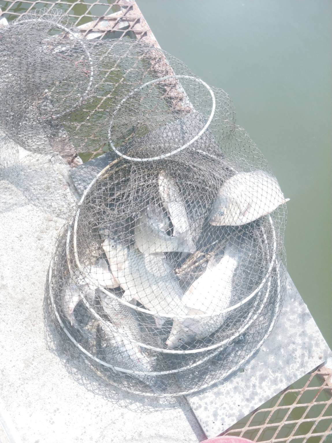 안성 독정낚시터 뭐라도 있긴 있습니다