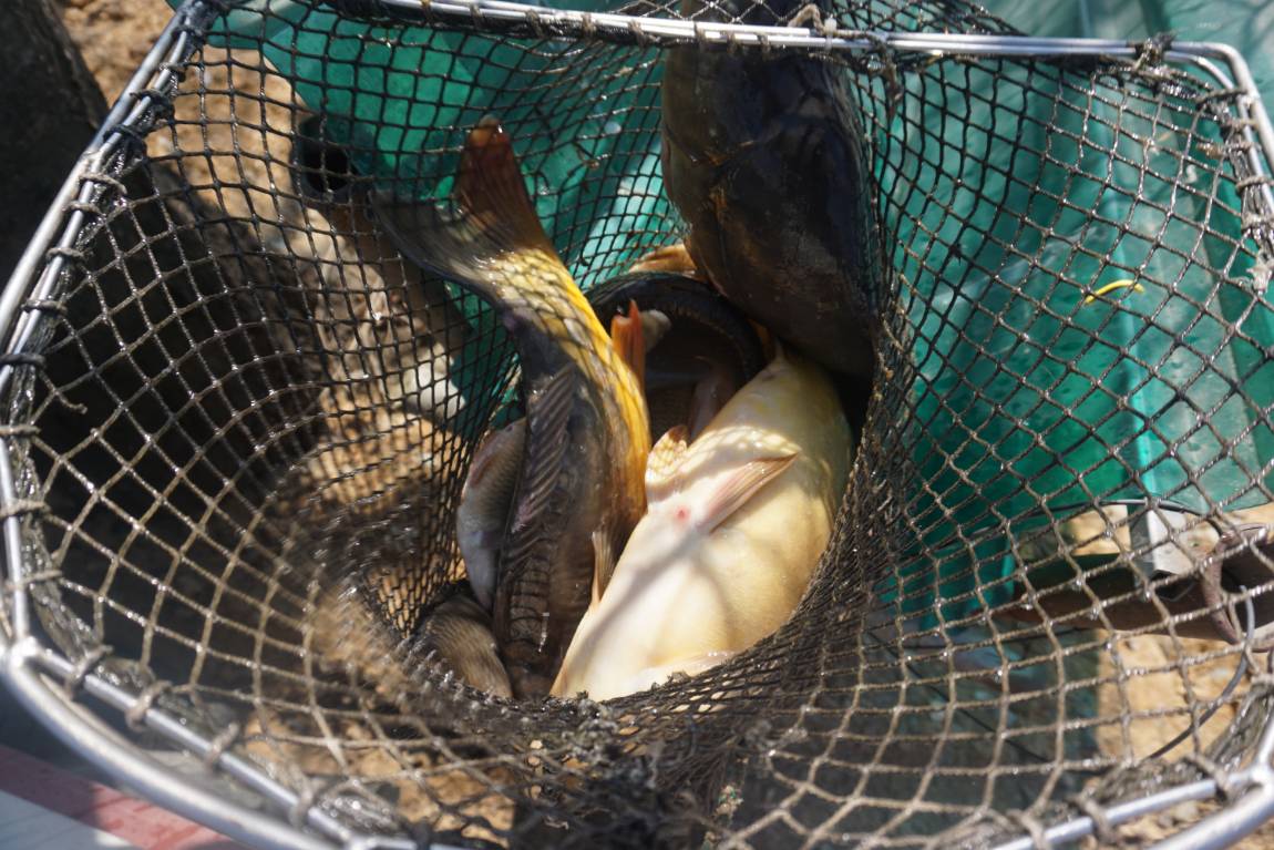 안성 독정낚시터 ( 붕어 향어 방류해놨습니다)