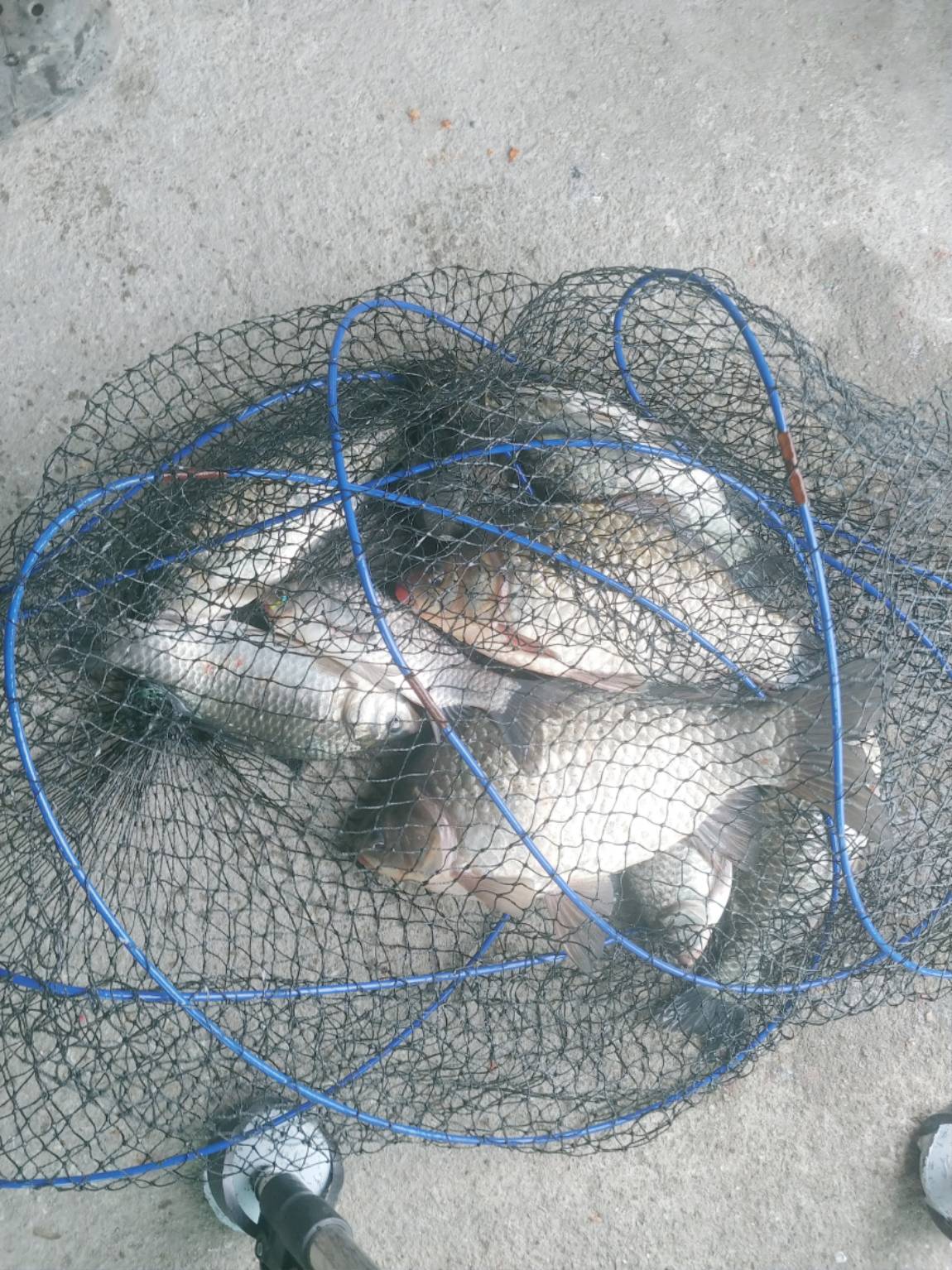 토종월척도 나오고