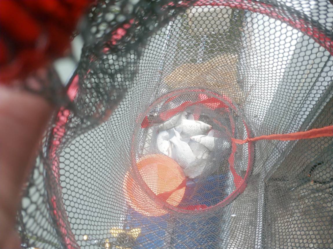 반으로 갈라진 조황