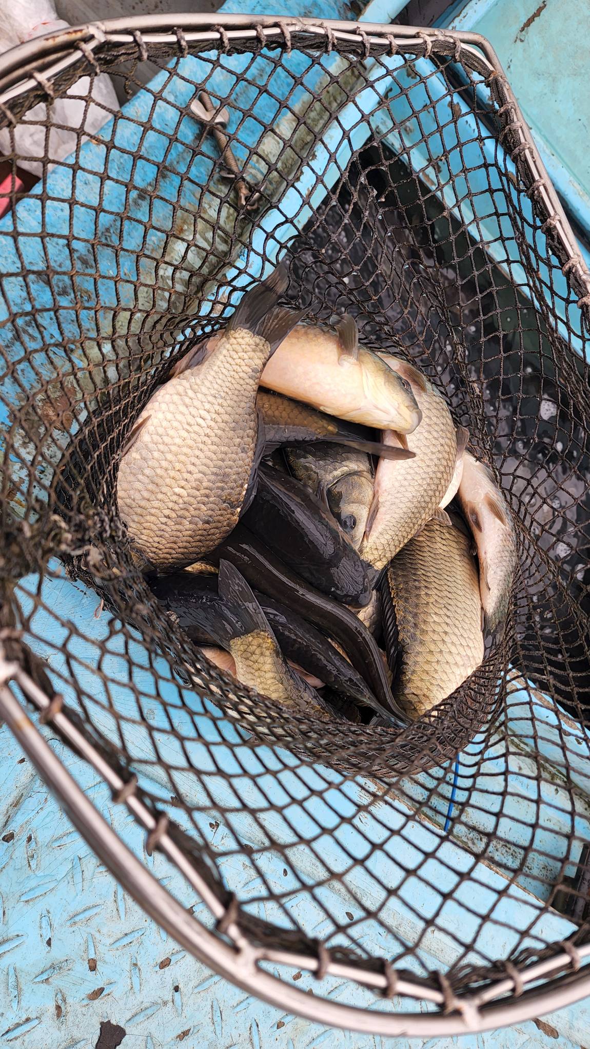 메기 항어 붕어 방류~