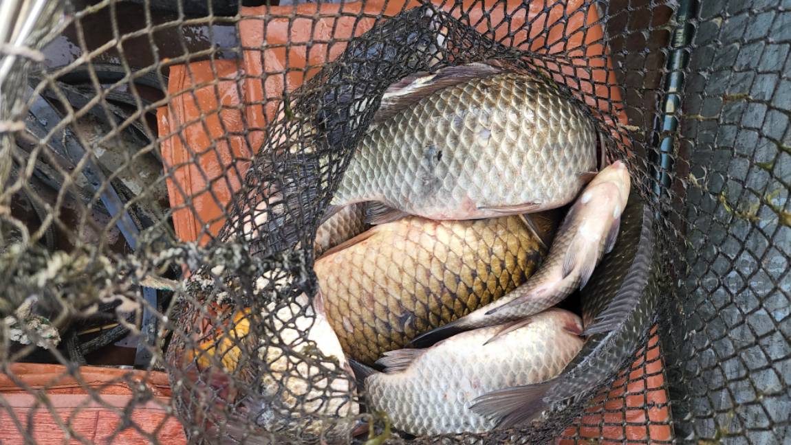 토종월척도 잡고 토종월척도 넣고