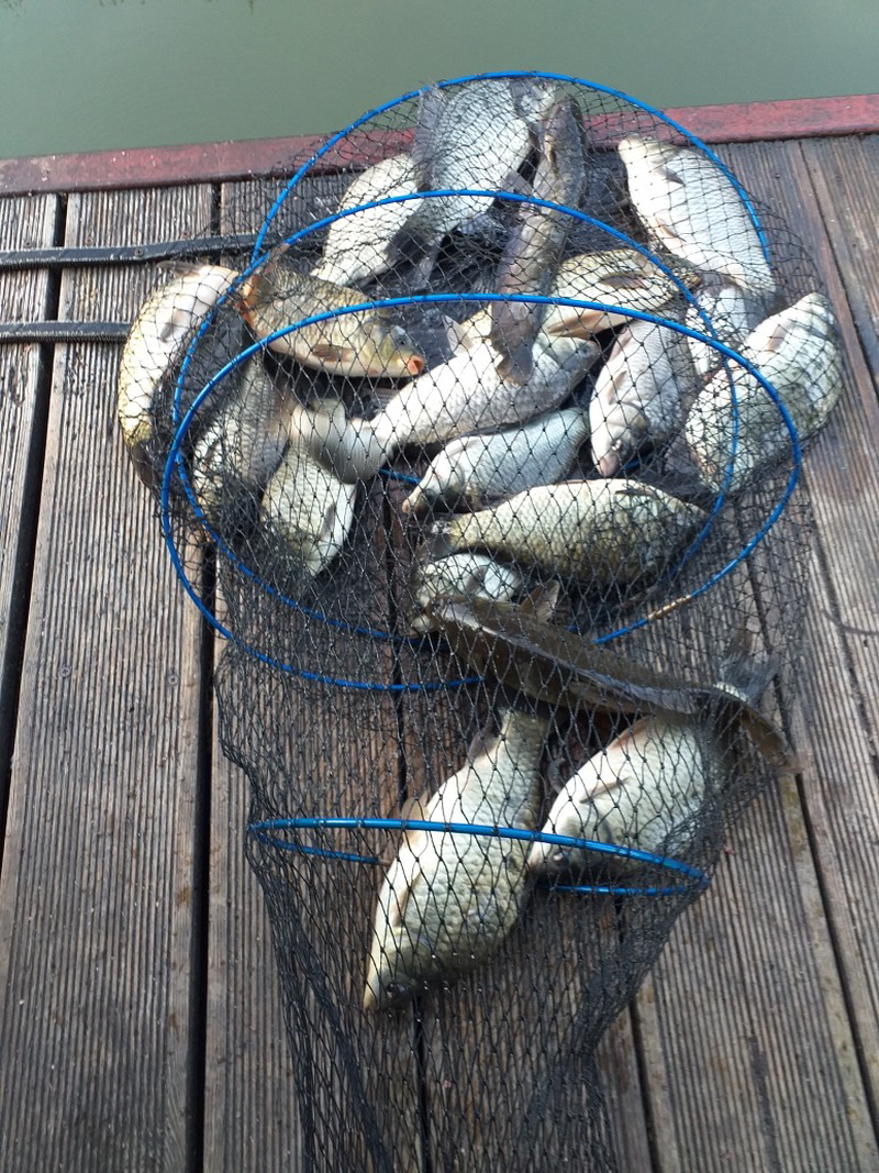 아산 산들낚시터의 4월1일에 올리는 금요일 방류 모습입니다.