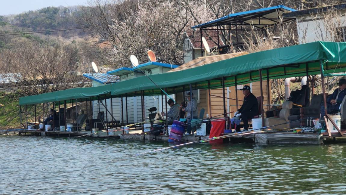 벚꽃과 저수지 그리고 물고기의 환상조합