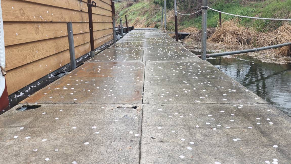 상류에 고기들이 드글드글~