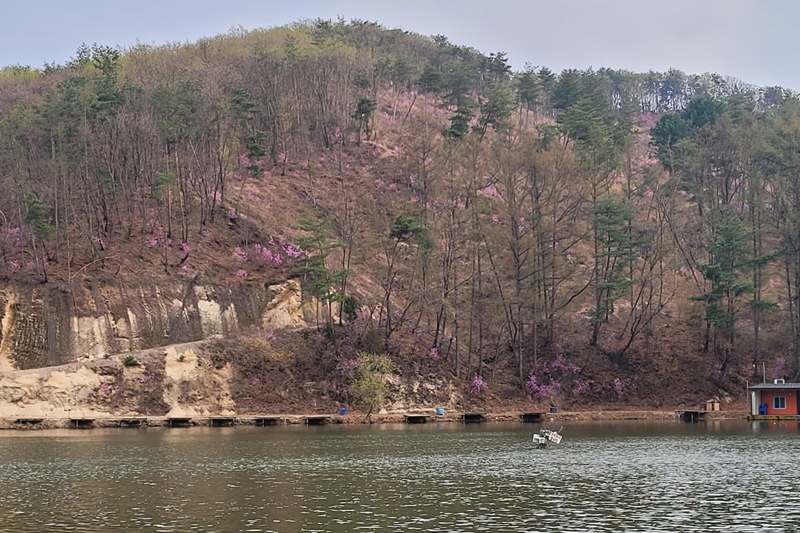 용담은 이제사 초봄입니다