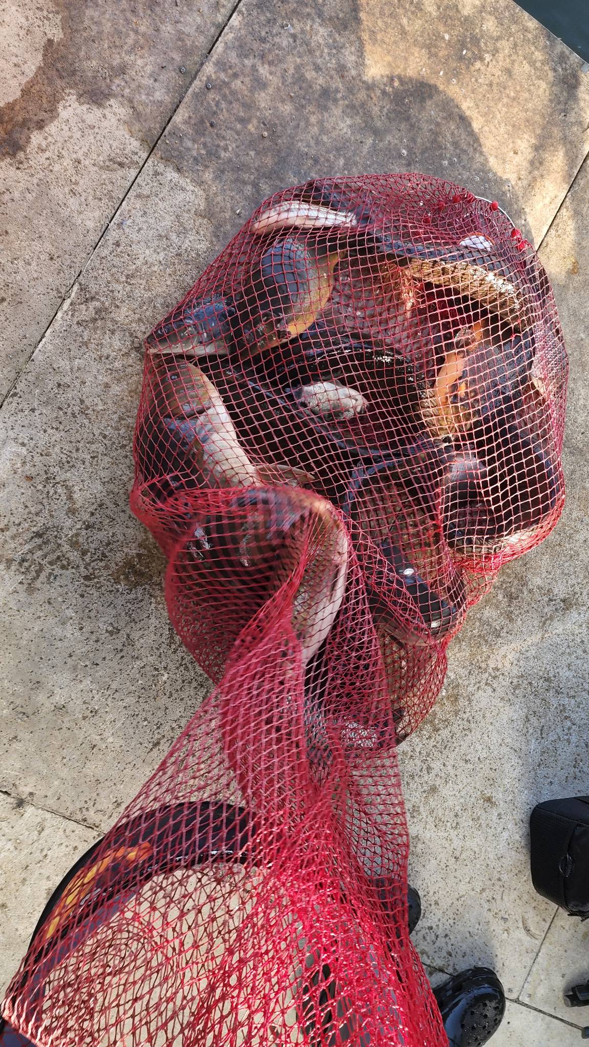 사진은 없지만 조황은 있지요~~