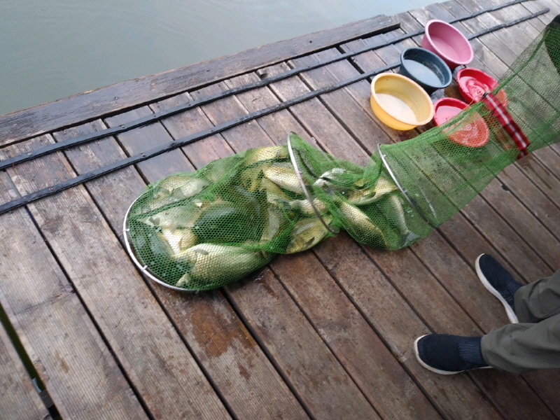 아산 산들낚시터와 명곡지의 4월29일에 올리는 금요일 방류및 조황 모습입니다.