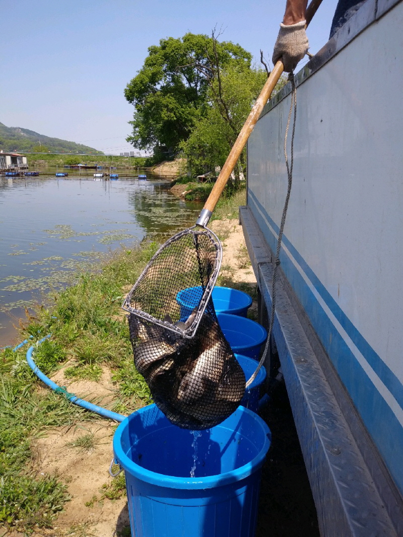 아산 산들낚시터의 5월4일 연휴시작에  올리는  방류 모습입니다.