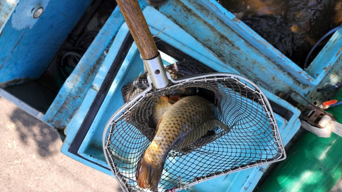 5월은 붕어의 달~