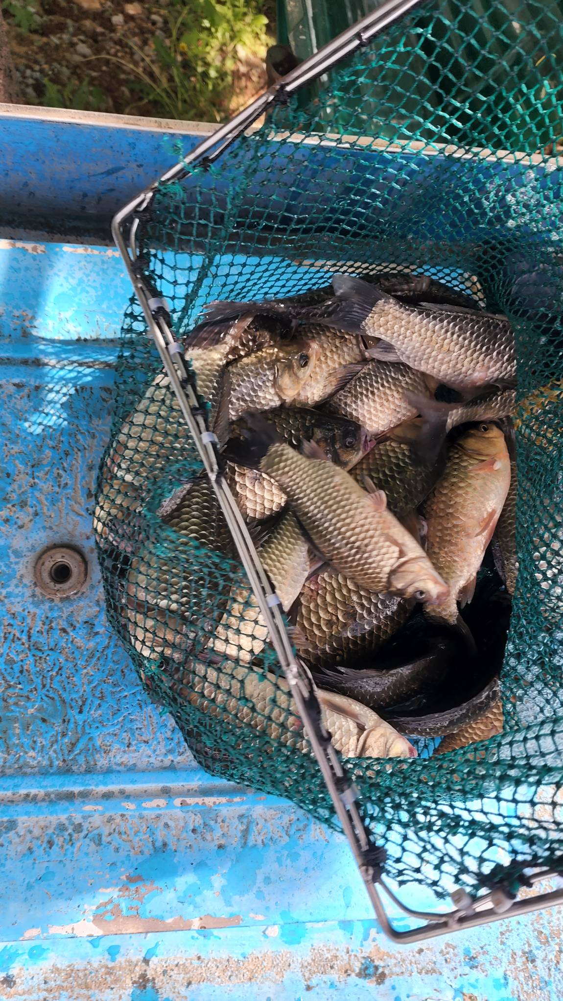 토종의 진격이 시작됐습니다