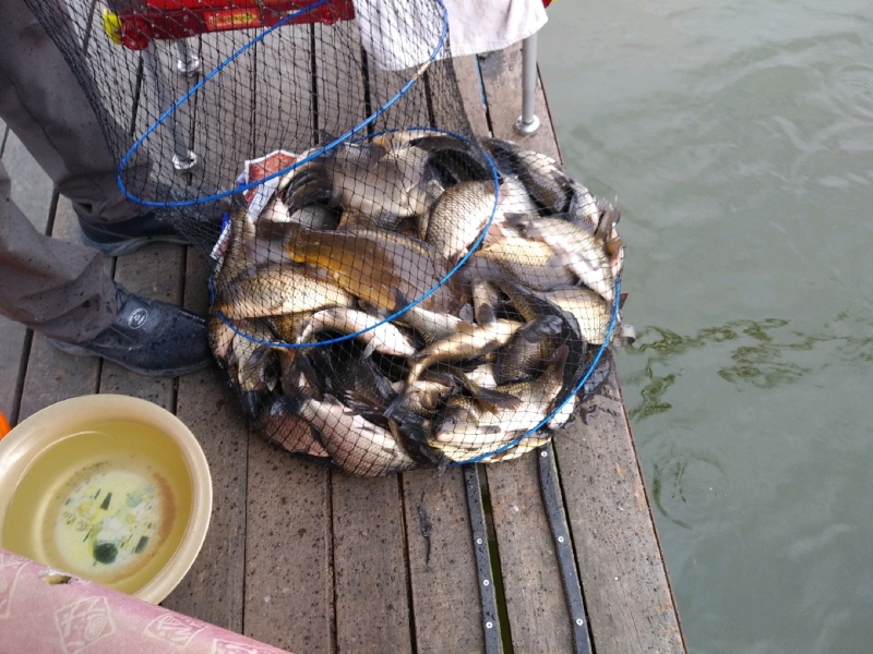 아산 산들낚시터의 5월9일에 올리는 주말 모습입니다.