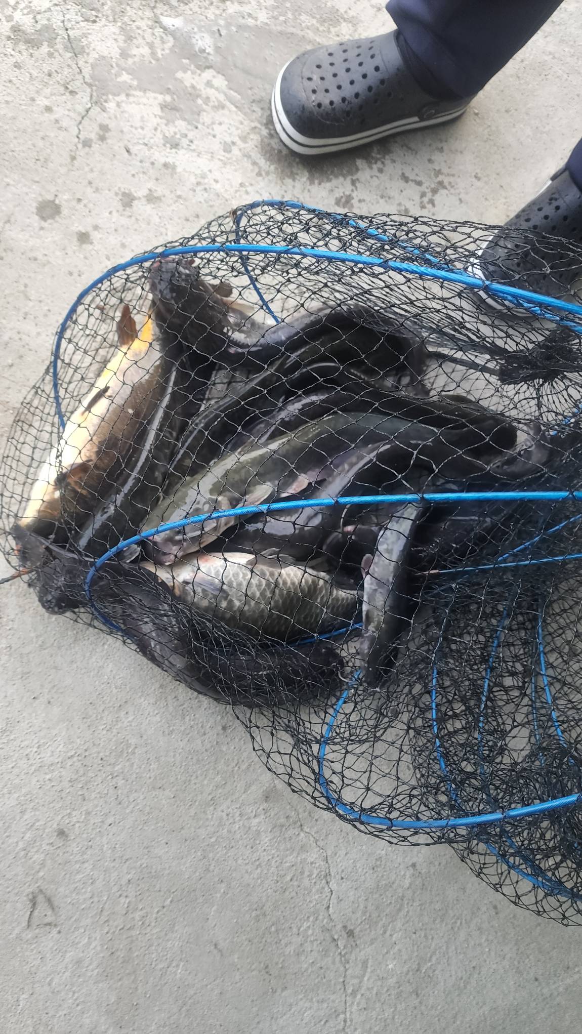 마릿수 조황을 보이기도하네요~