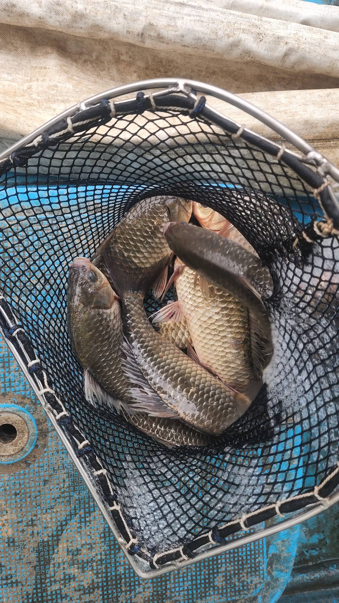 장어도 월척붕어도....