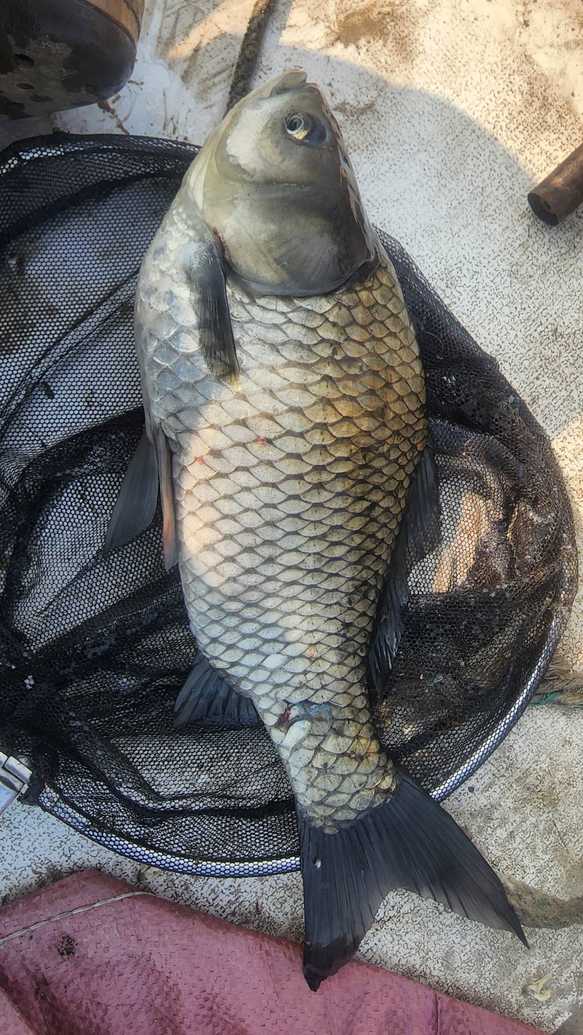 4자붕어로 손맛 본 관리인