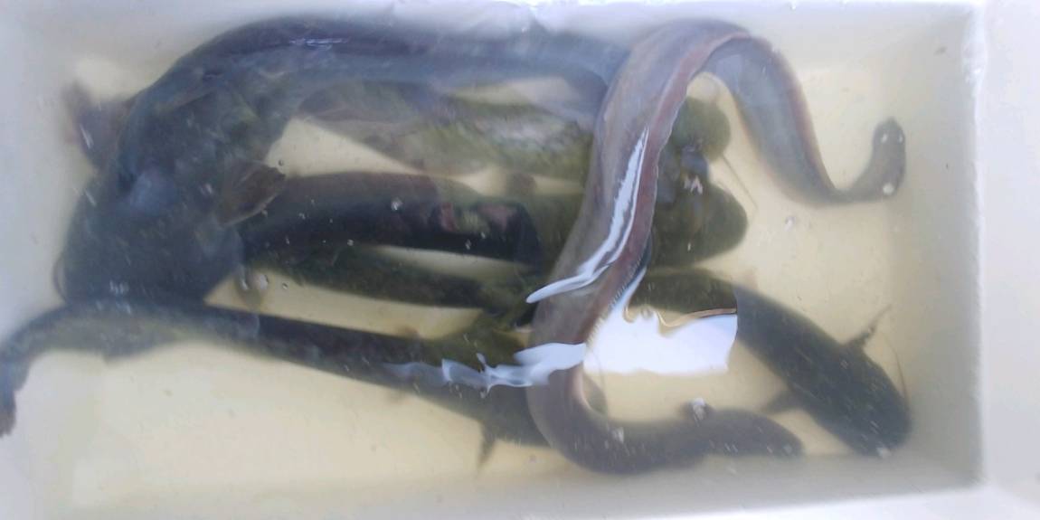 독정낚시터 주말조황