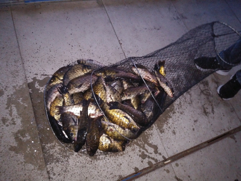 아산 산들낚시터의 5월3일에 올리는 금요일 방류 및 조황 모습입니다.