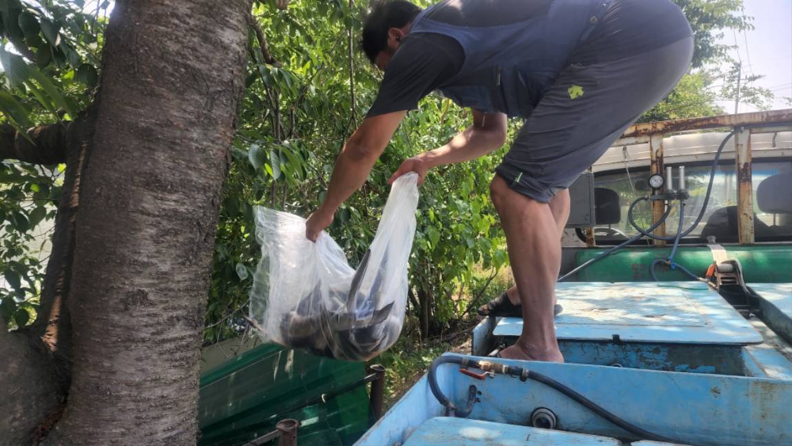 4자와 장어 4마리