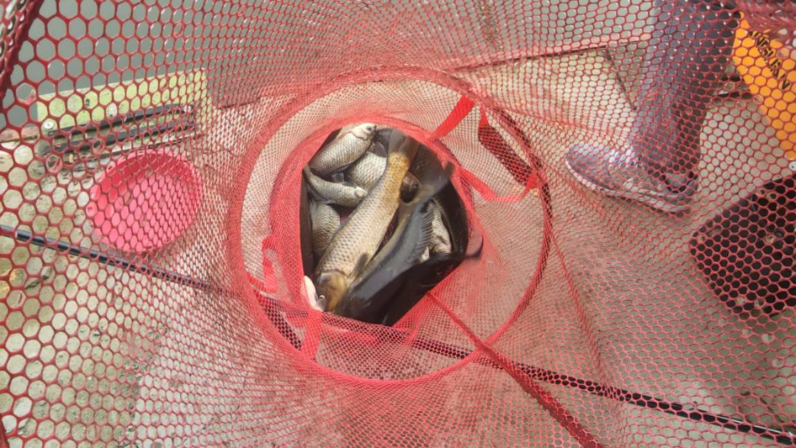 붕어가 입질을 시작한다??