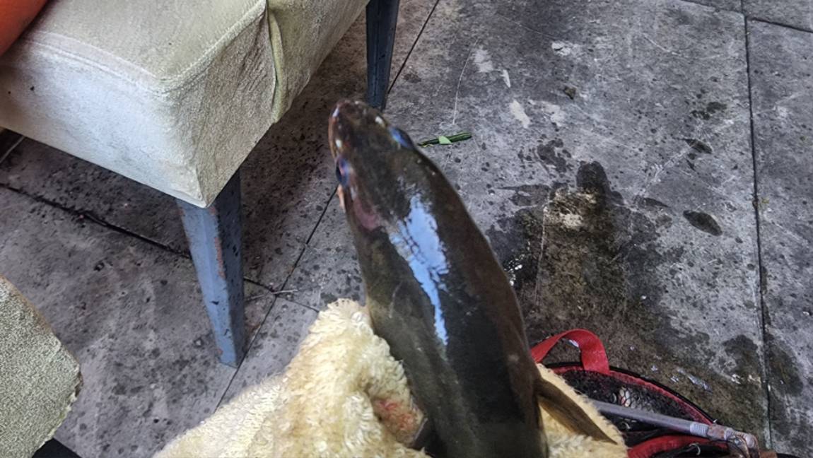 자연산 장어가 입질을 해주고,,,