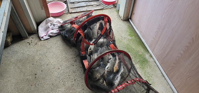 가깝고 물좋고 경치 좋은곳~~!!-용인삼인낚시터-