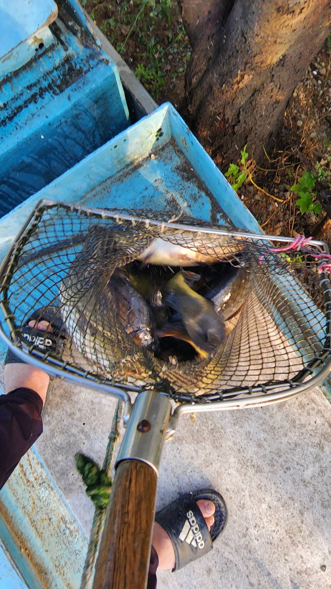 4자와 장어가 나온 독정낚시터