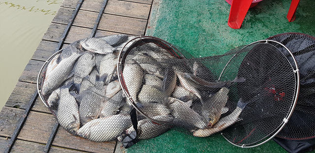 가깝고 물좋고 경치 좋은곳~~!!-용인삼인낚시터-