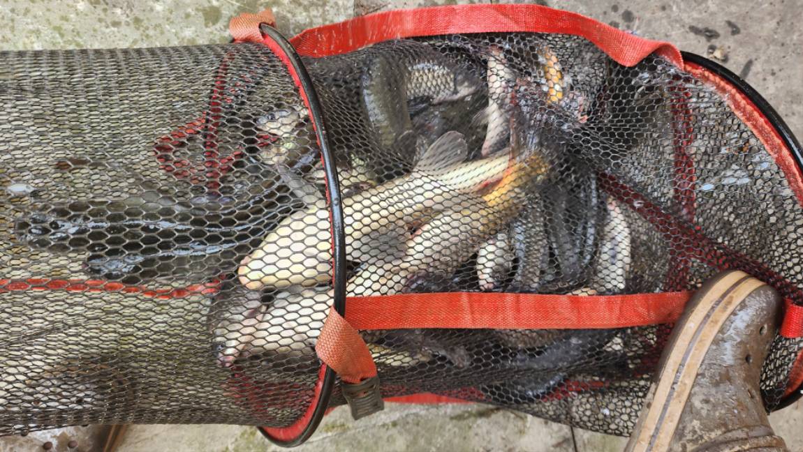 독정낚시터 왕장어 세마리...