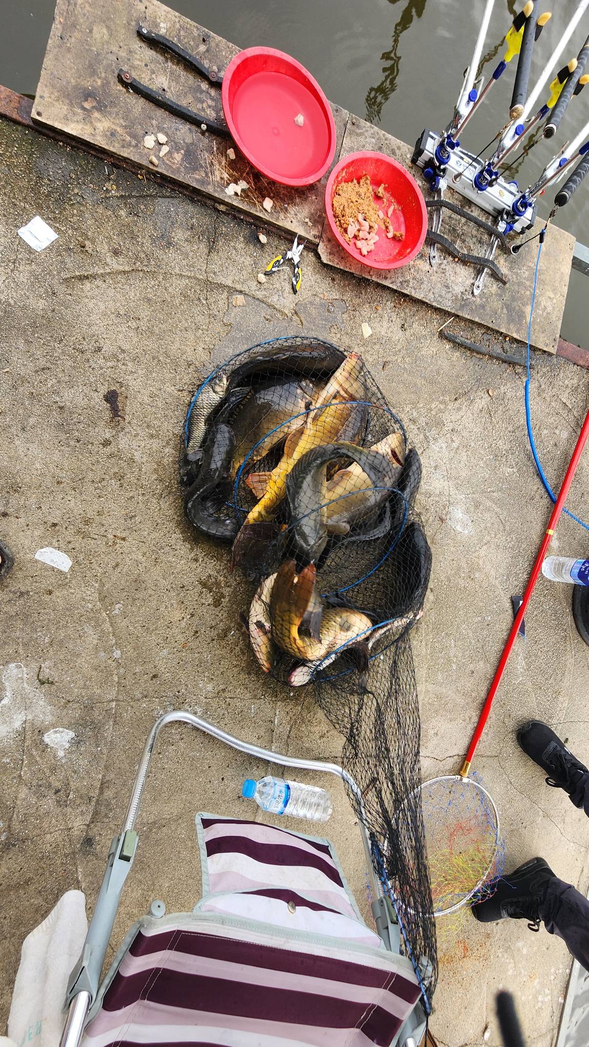 월척붕어가 생기기 시작