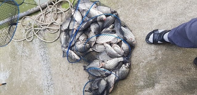 가깝고 물좋고 경치 좋은곳~~!!-용인삼인낚시터-