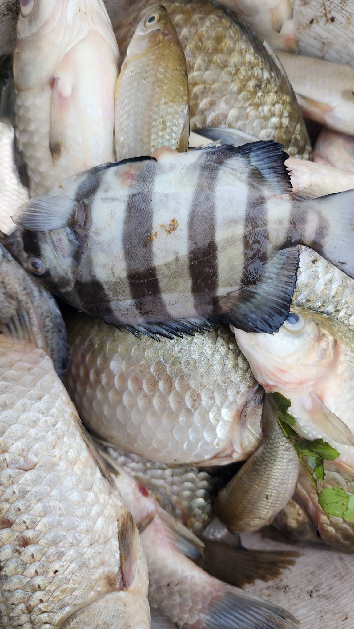 미스테리한 거~