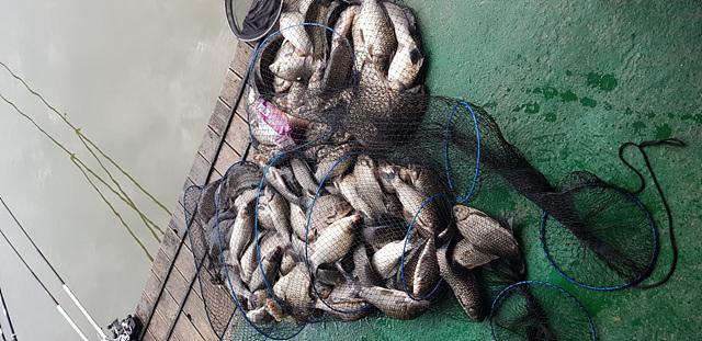 가깝고 물좋고 경치 좋은곳~~!!-용인삼인낚시터-