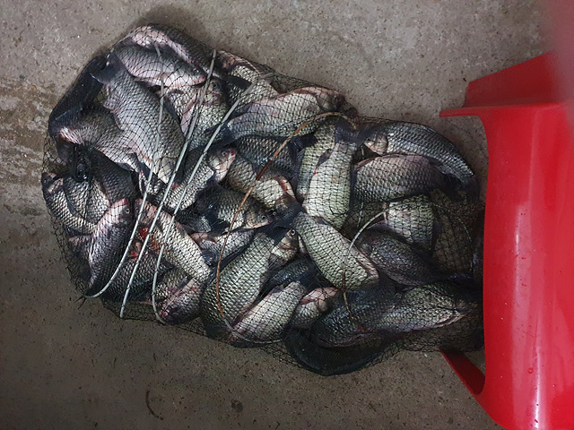 가깝고 물좋고 경치 좋은곳~~!!-용인삼인낚시터-