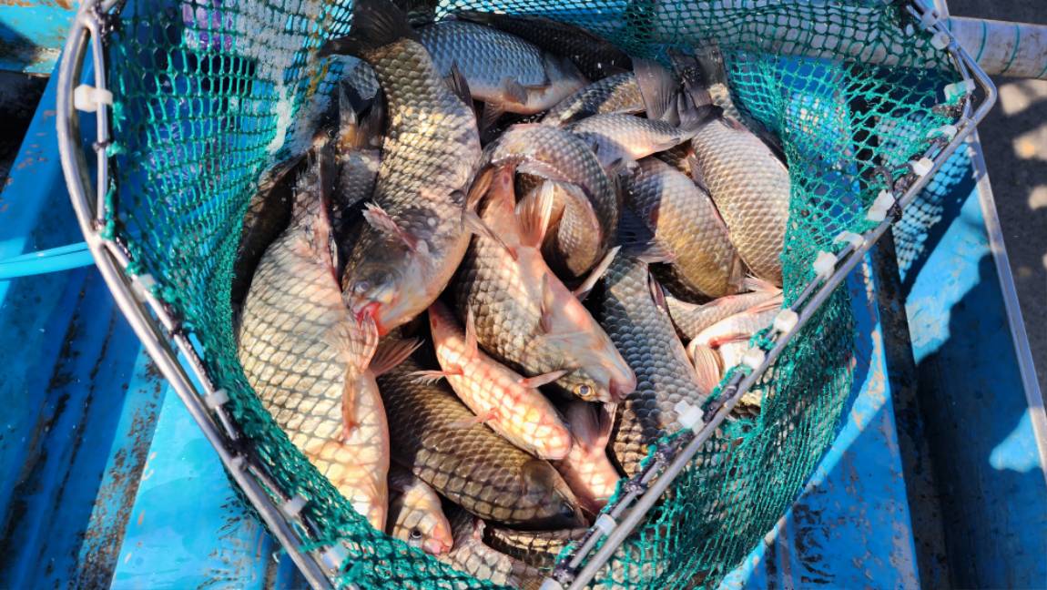 방류한 것만 나와준 어제