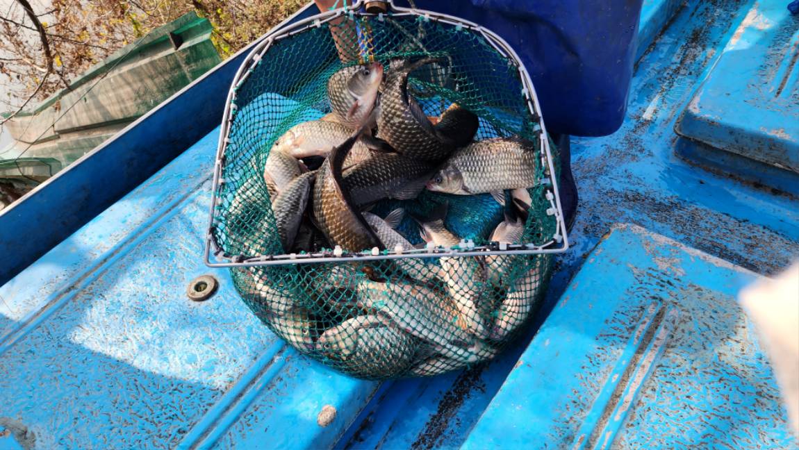 가끔씩 터지는 조황