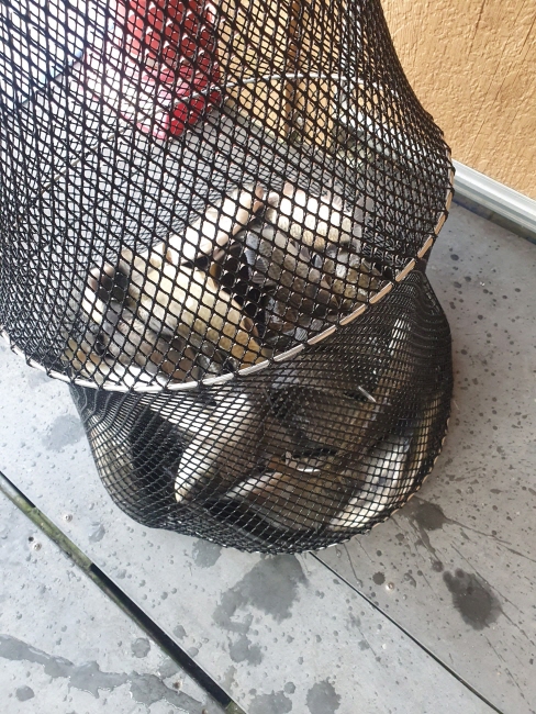 1113-Resized_20221111_081833_WCKBLBGGIBCCIFAHBJJCFIFIFI.jpeg