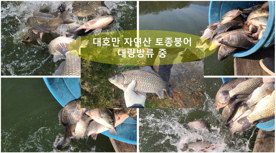 자연산 토종붕어 방류.png