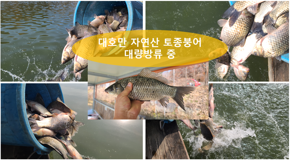 자연산 토종붕어 방류.png2.png