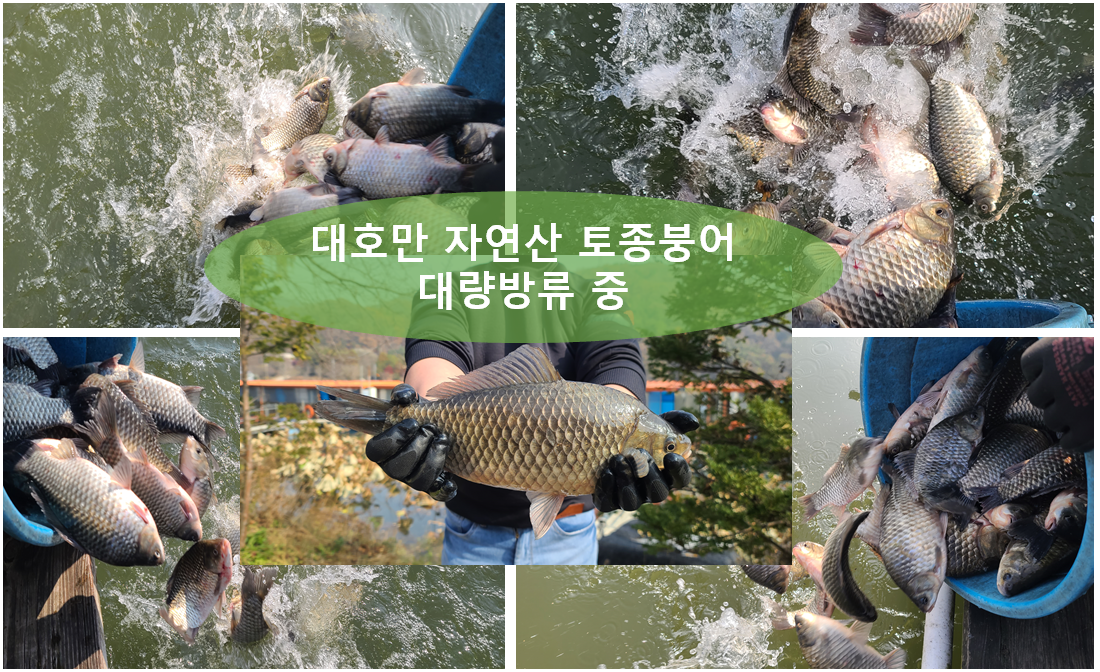 자연산 토종붕어 방류.png4.png