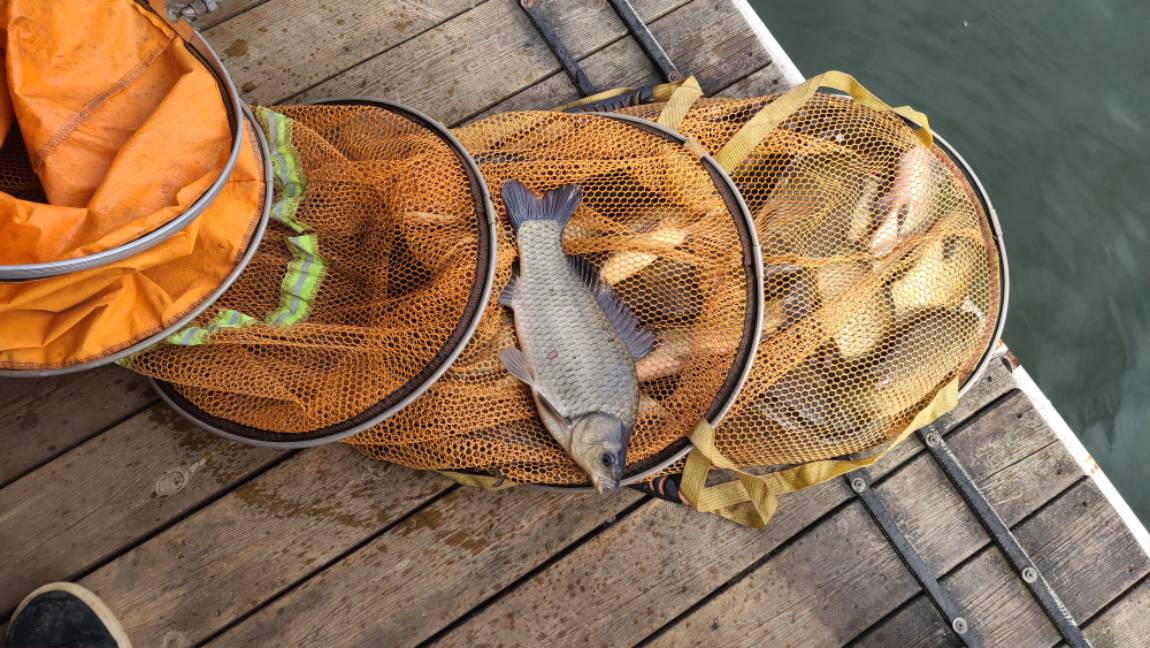 양평 수곡 낚시터 오늘아침조황 마릿수도 씨알도 크게 늘기 시작합니다