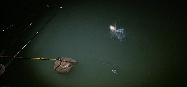 가깝고 물 좋고 경치 좋은 곳~~!!-용인삼인낚시터-