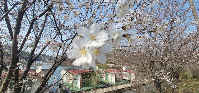 가깝고 물 좋고 경치 좋은 곳~~!!-용인삼인낚시터-