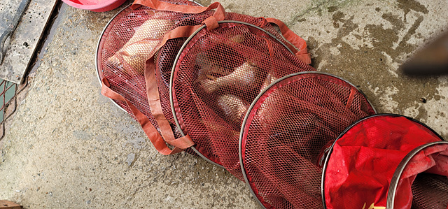 가깝고 물 좋고 경치 좋은 곳~~!!-용인삼인낚시터-