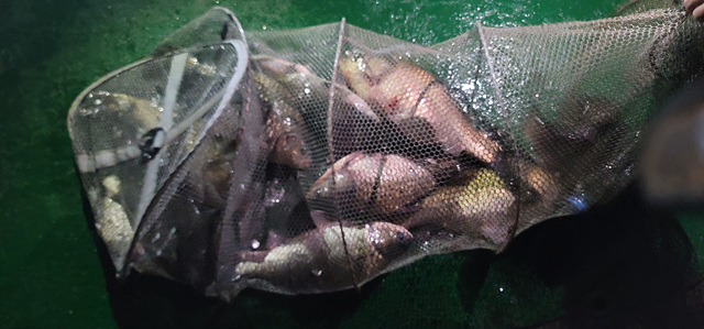 가깝고 물 좋고 경치 좋은 곳~~!!-용인삼인낚시터-