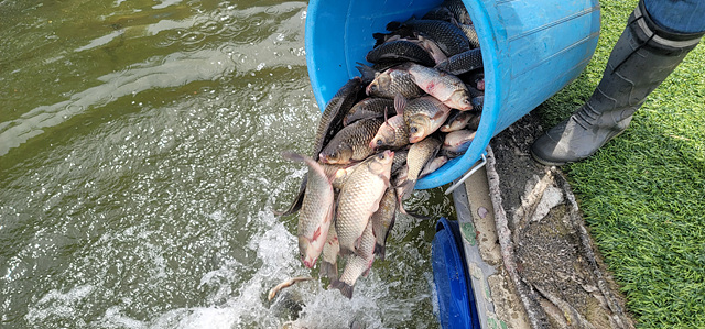 가깝고 물 좋고 경치 좋은 곳~~!!-용인삼인낚시터-
