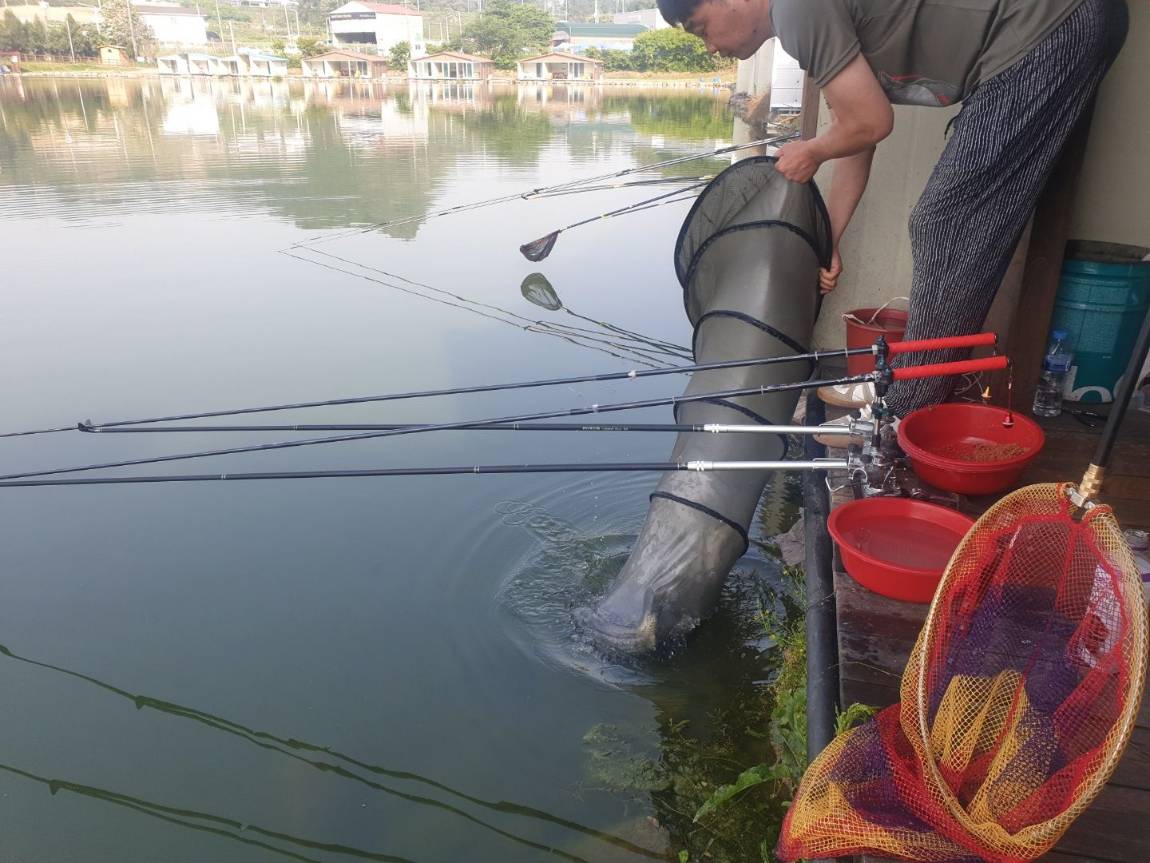 5월 16일 안성 거청낚시터 붕어조황