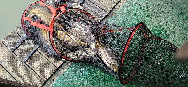 가깝고 물 좋고 경치 좋은 곳~~!!-용인삼인낚시터-