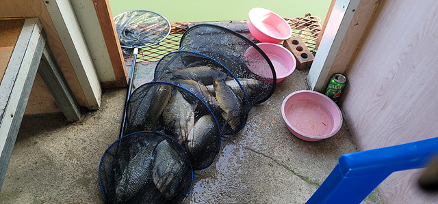 가깝고 물 좋고 경치 좋은 곳~~!!-용인삼인낚시터-