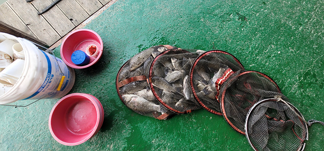 가깝고 물 좋고 경치 좋은 곳~~!!-용인삼인낚시터-